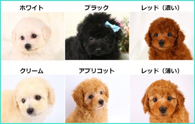 トイプードル画像
