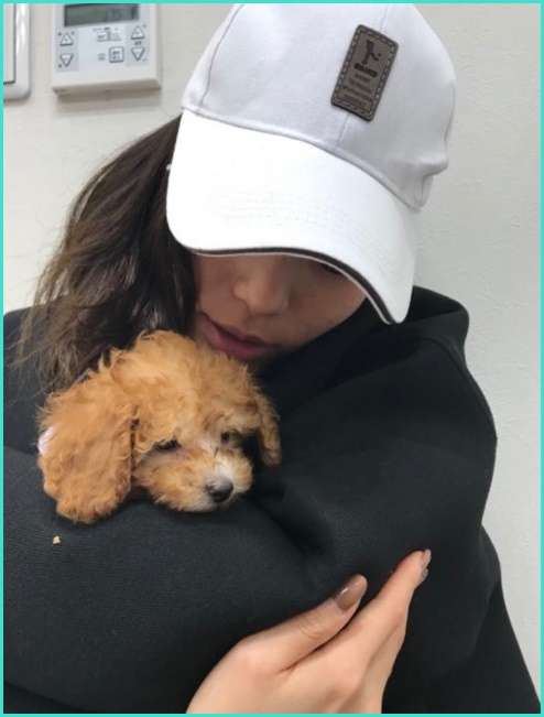 和田さん犬画像